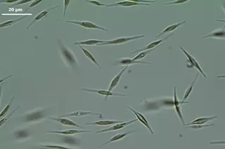 1200x800px-microalgae-1.webp