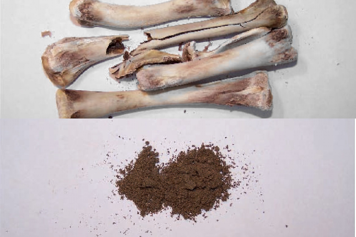 1800x1200px-bones.png