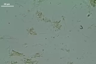 1200x800px-microalgae-4.webp