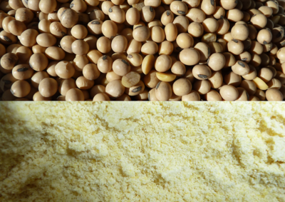 1200x850px-soy-beans.png