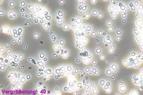 1200x800px-pastoris-1.webp