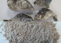 1200x850px-fish.png