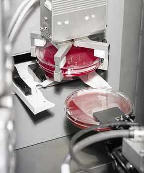 Wasplab plates.png