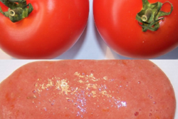 1800x1200px-gm200-tomatoes.png
