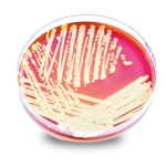 1200x1200px-petridish.png