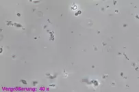 1200x800px-pastoris-2.webp