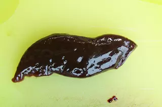 1200x800px-liver.webp